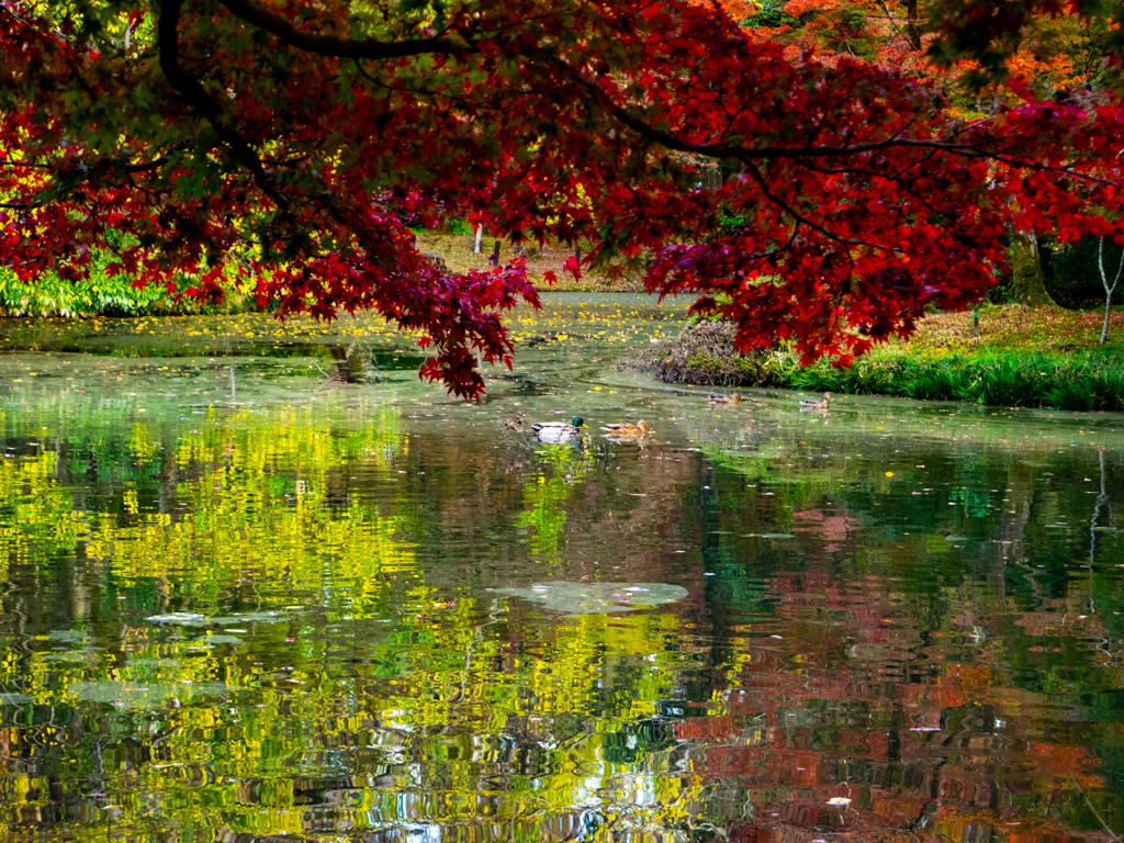 こっちい紅葉