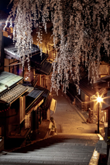 京都夜桜2019