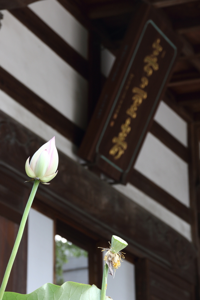 花の後先