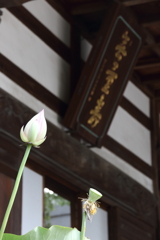 花の後先