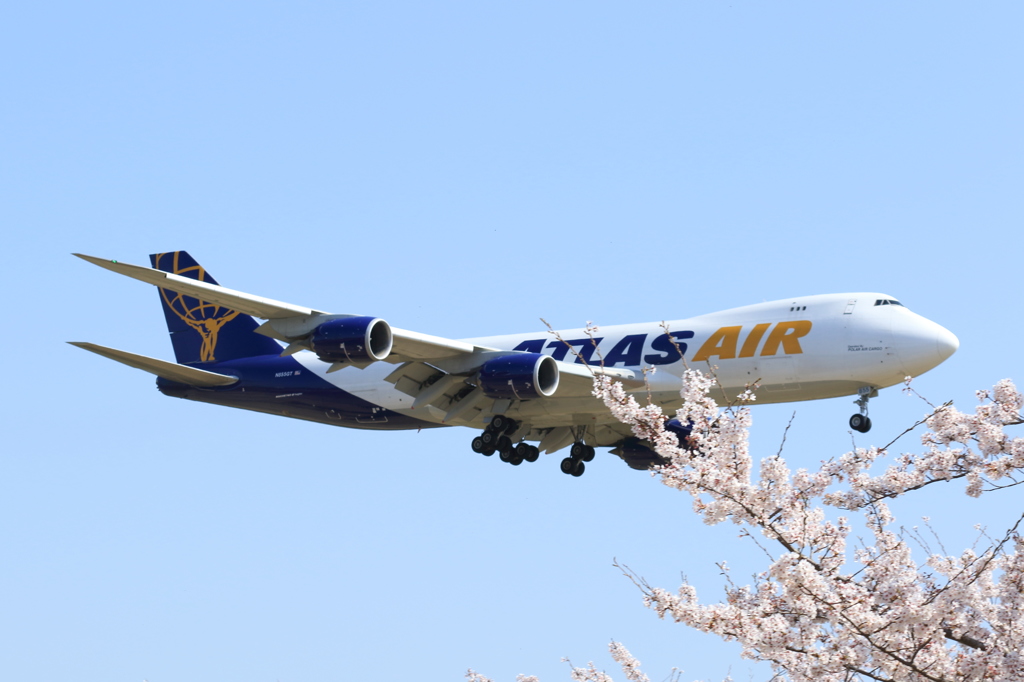 アトラス航空とさくら