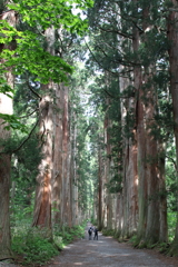 巨木の道
