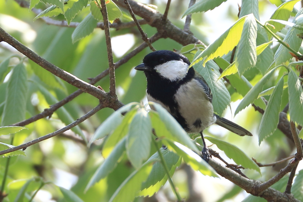 シジュウカラ　1