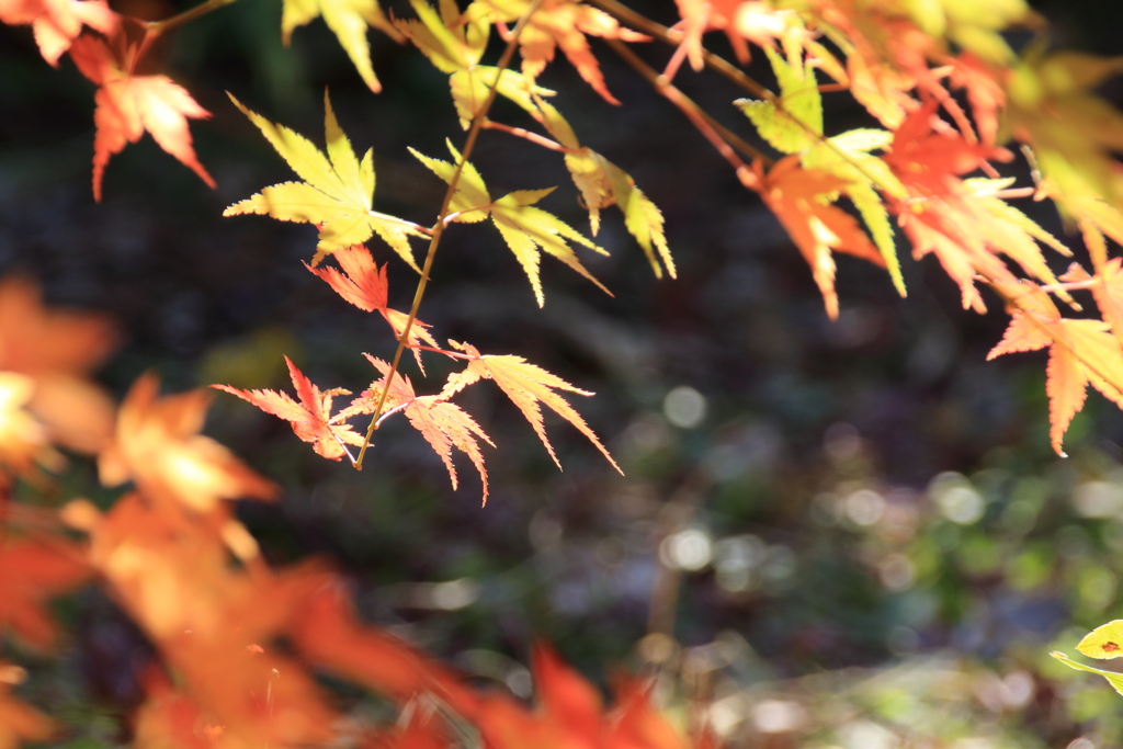 紅葉　弐