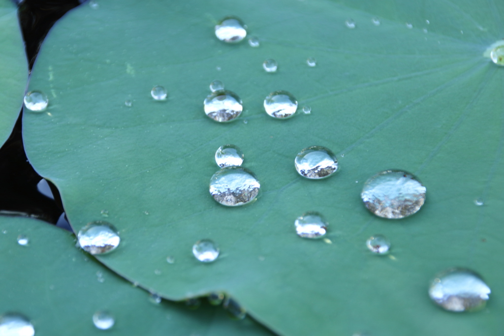 水玉