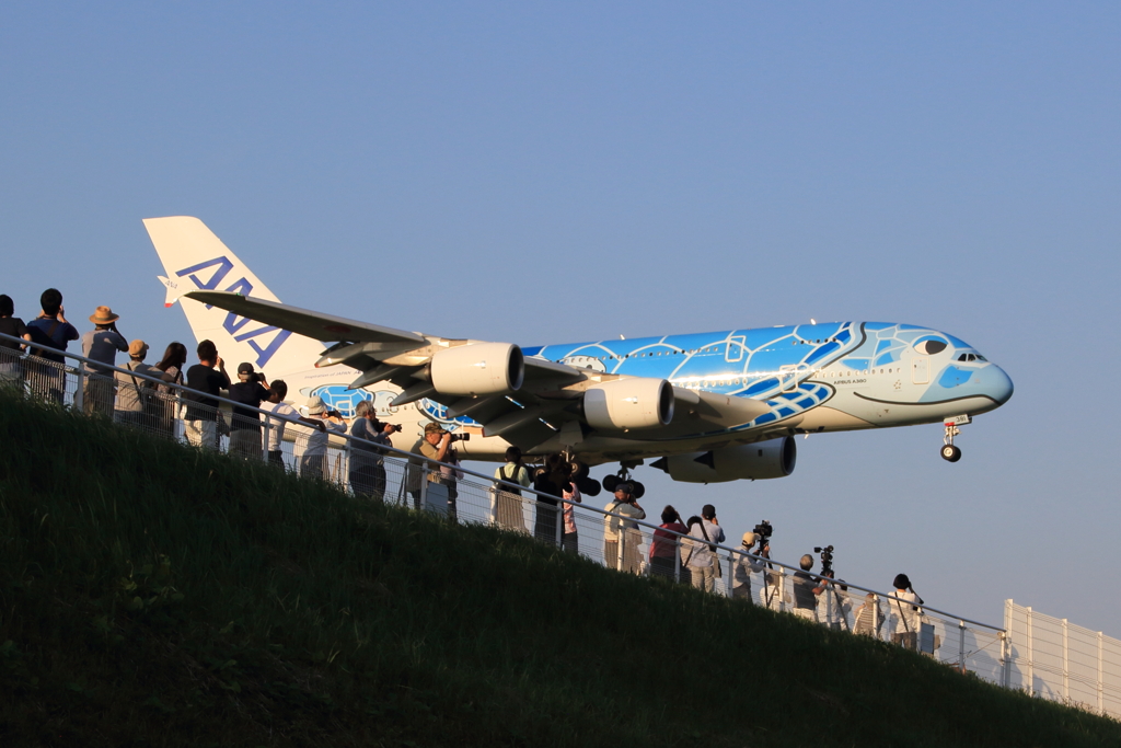 空飛ぶウミガメ