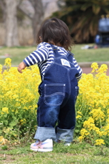 さくらの山公園　菜の花と女の子