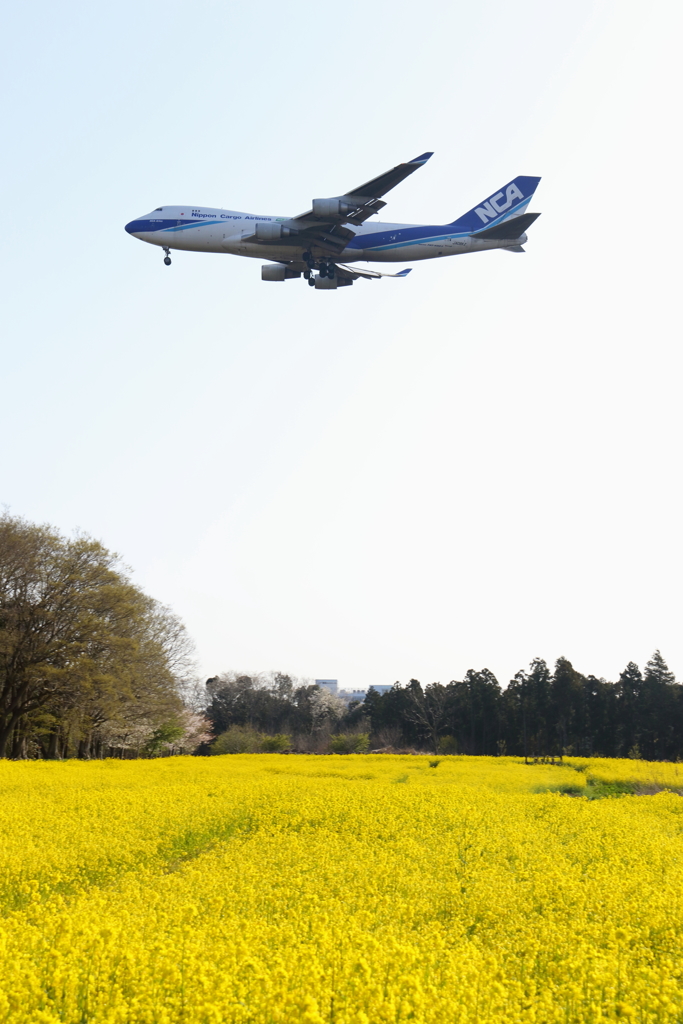 日本貨物航空　菜の花と