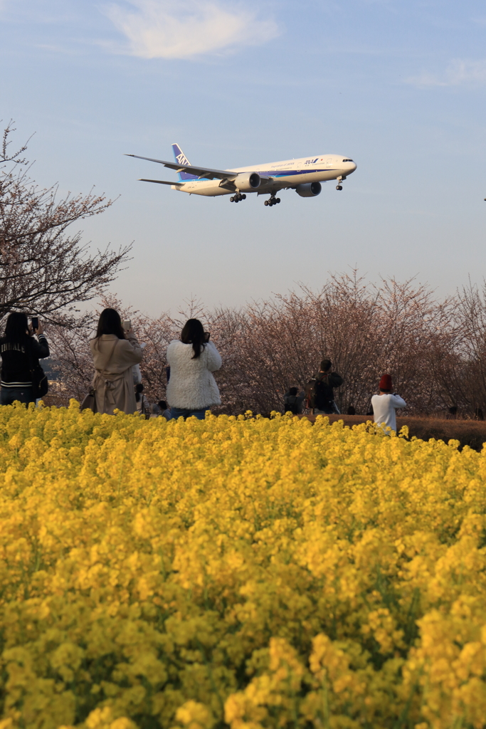 さくらの山　菜の花の頃
