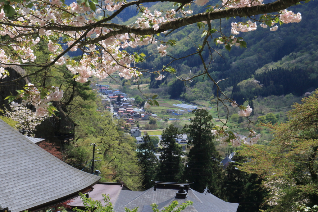 桜