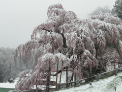 雪の滝桜