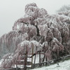 雪の滝桜
