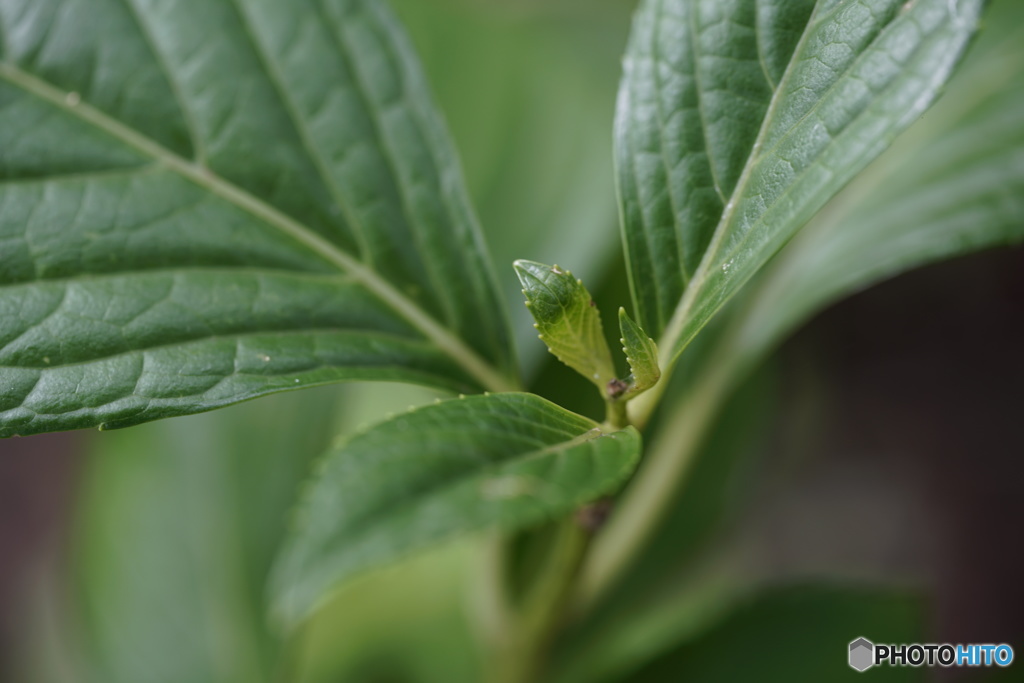 オタ芸を始めた新芽