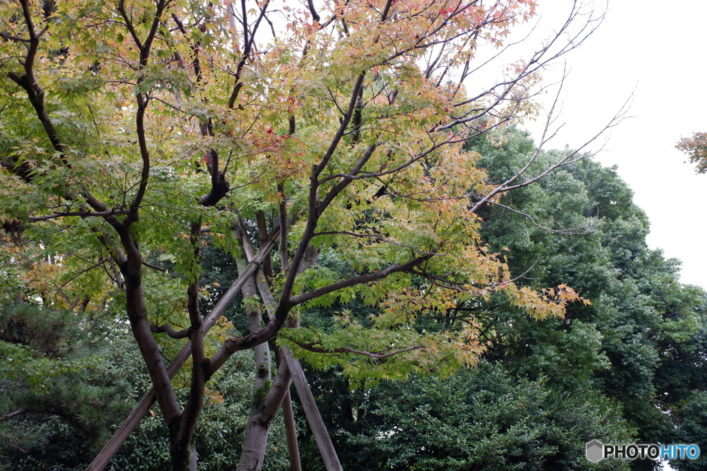 駅東公園の初秋　No4