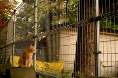 夕暮れの猫