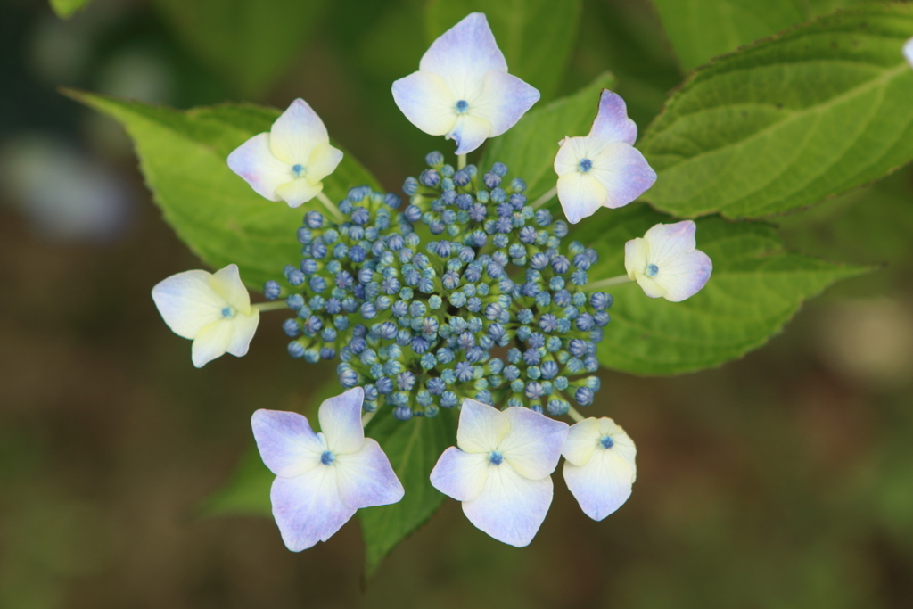 紫陽花