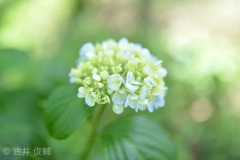 紫陽花