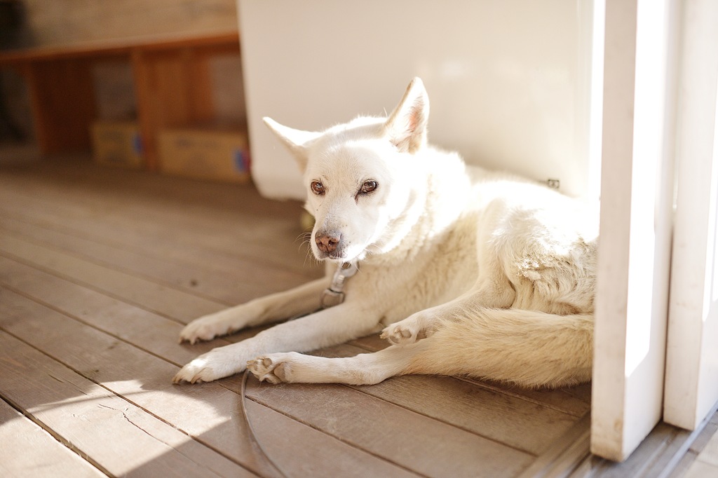 HAKARI犬