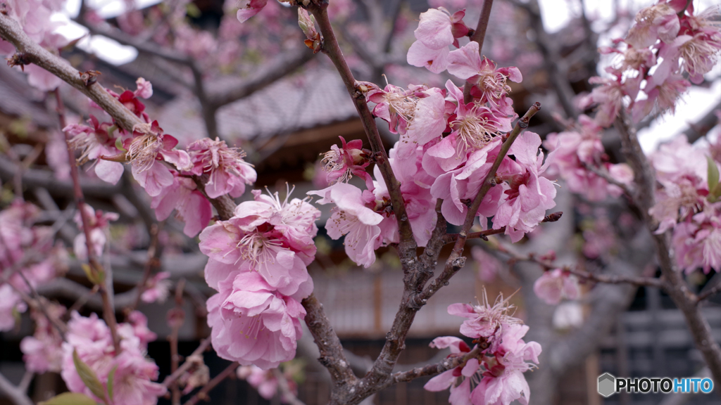 桜