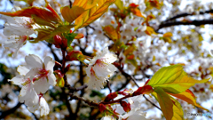 函館の桜