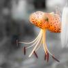 習作23 異界の花