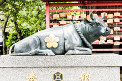 習作8 牛