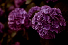 紫陽花