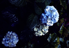紫陽花