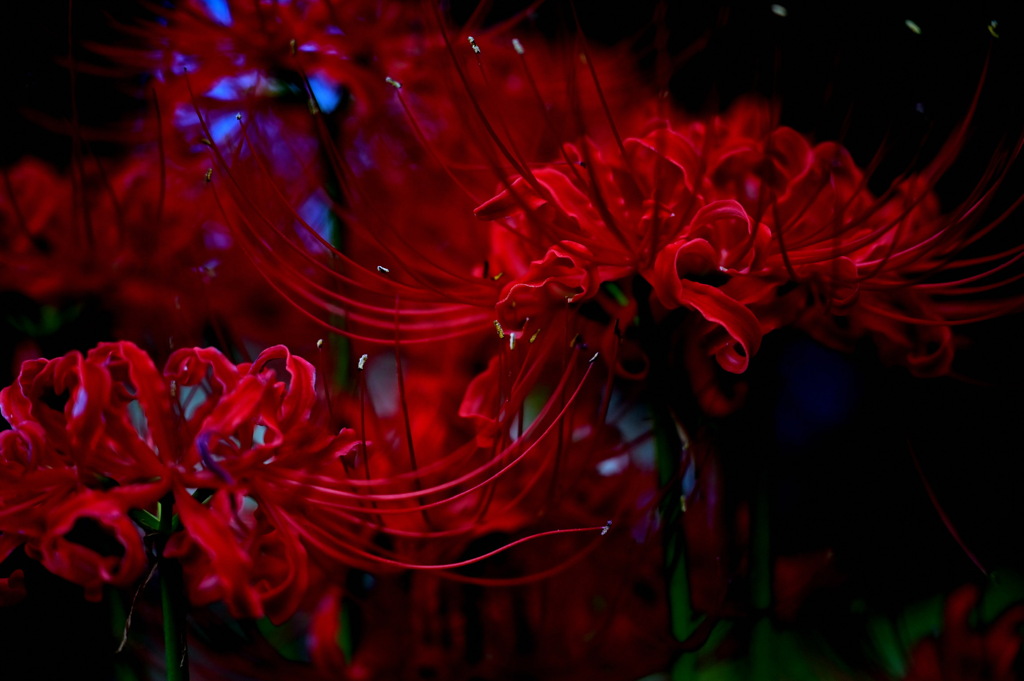 彼岸花