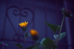 路地裏　花