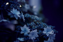 路地裏　花
