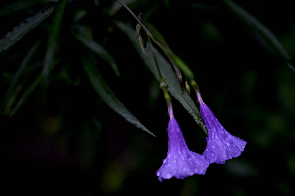路地裏　雨の日　花