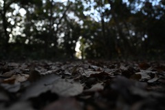 枯葉道