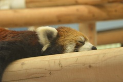 レッサーパンダ　福岡市動物園