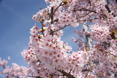 サクラ