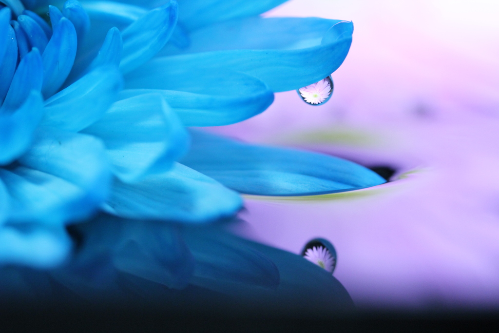 水面の花