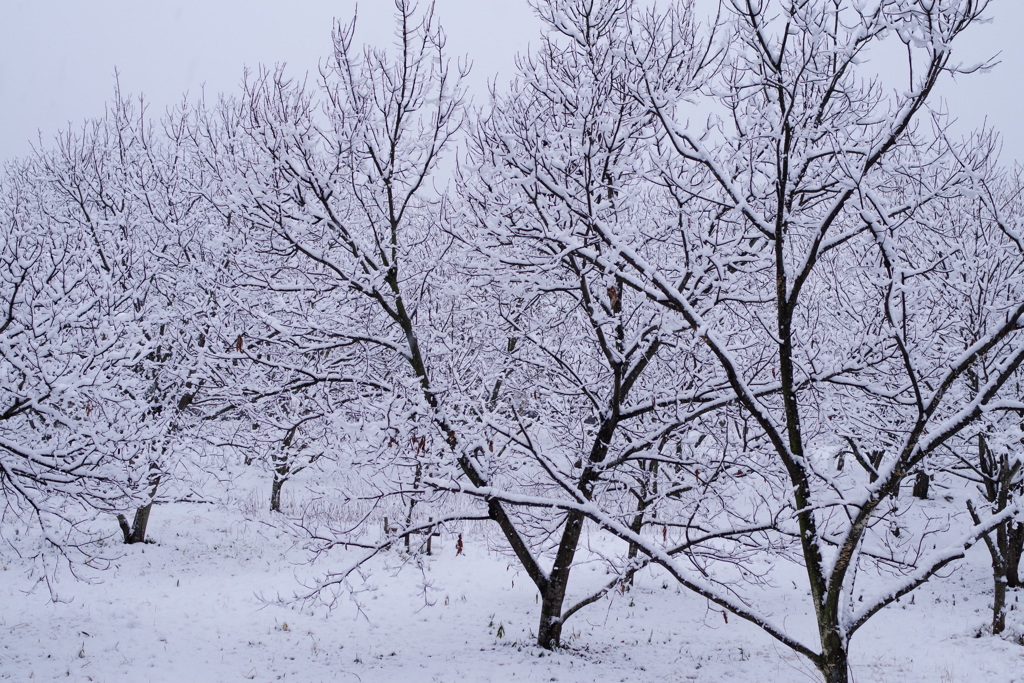 雪化粧