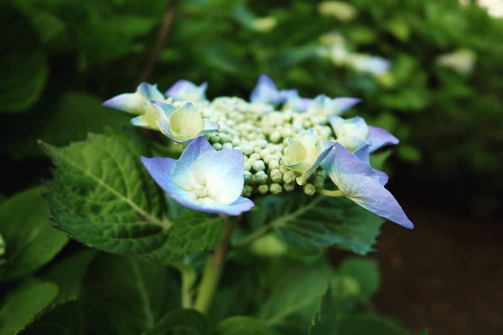 紫陽花
