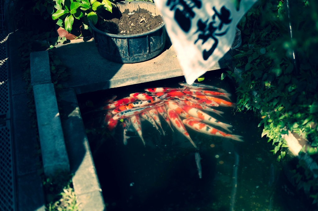 集会