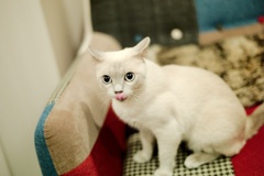 猫舌