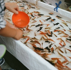 金魚すくい