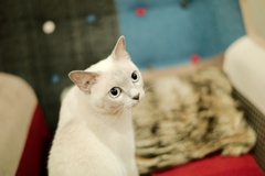 振り向き猫