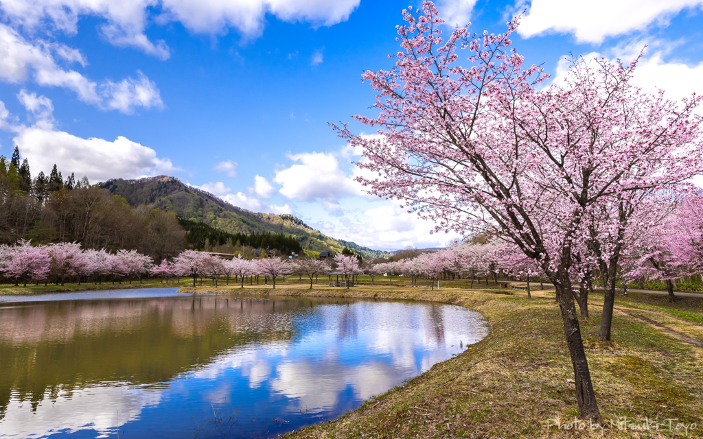 東北の春 プレイパーク戸瀬 ～桜を愛でるパステル時間。～