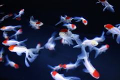金魚
