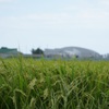 東松島の田園風景