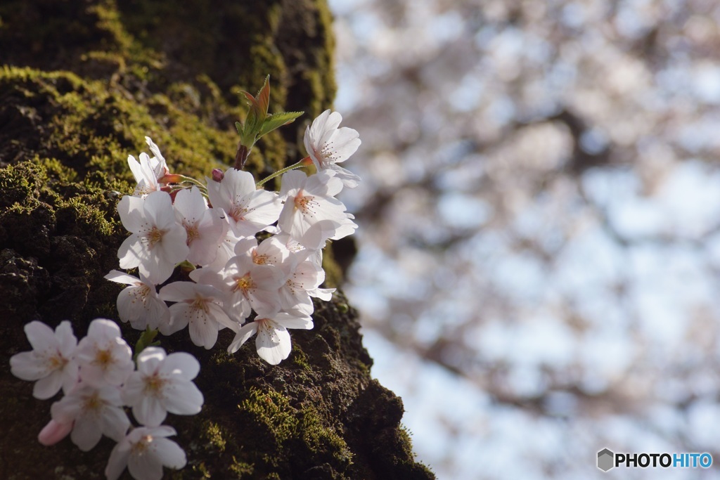 幹に咲く桜