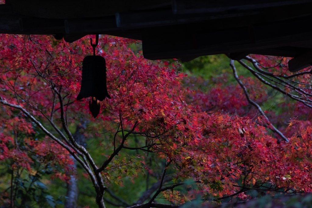 高山寺と紅葉