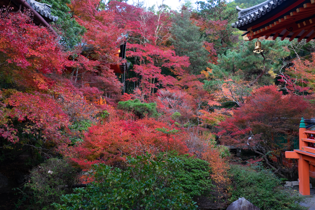 毘沙門堂の紅葉