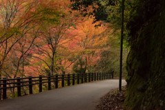 高雄山の紅葉