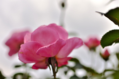 西洋庭園の薔薇・ピンク
